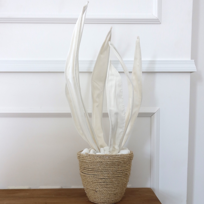 white snake plant - White SenseB