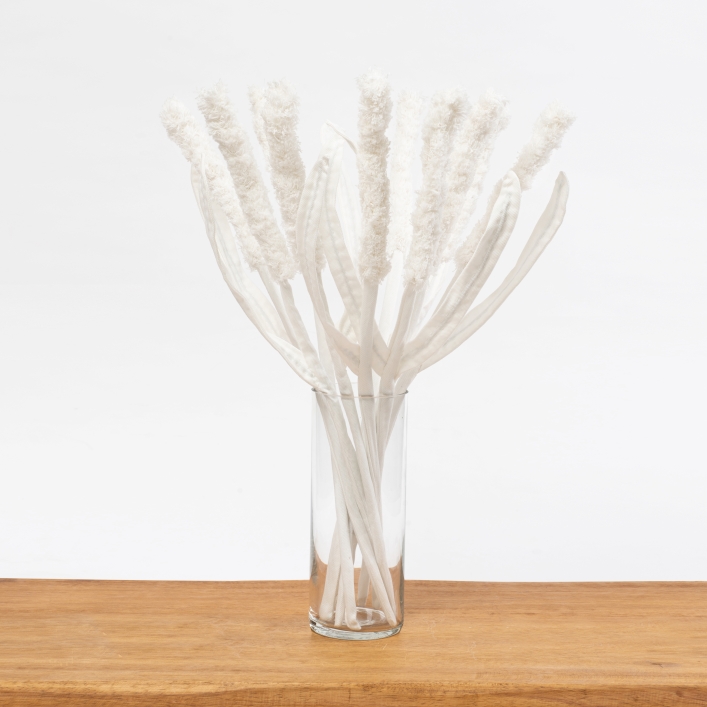 ten white denim cattail