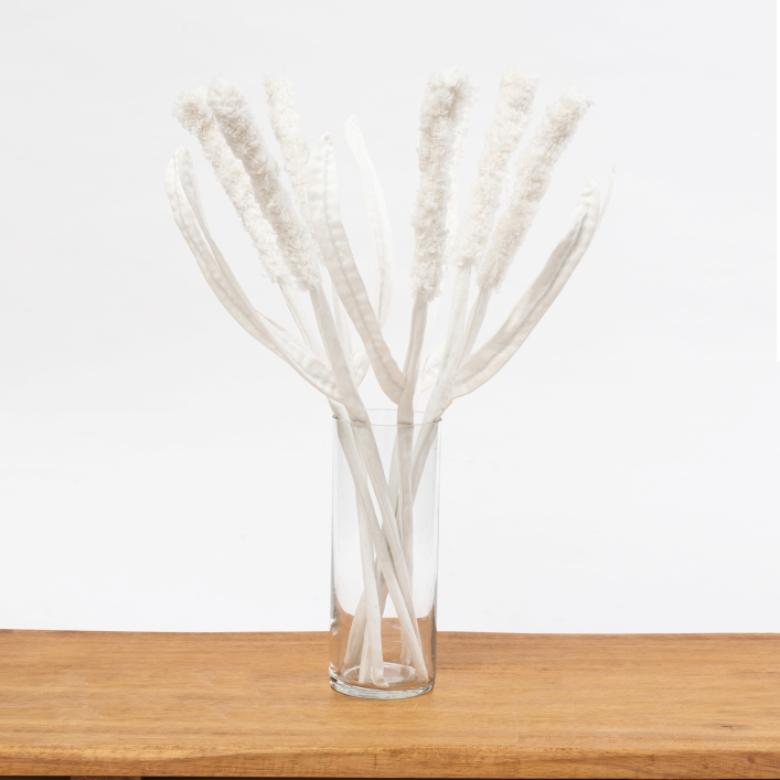 מארז 7 פרחים לבנים מגינס מסוג קנה סוף White Cattail