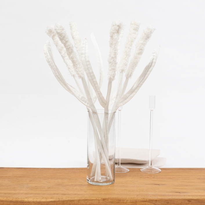 מארז 7 פרחים לבנים מגינס מסוג קנה סוף White Cattail