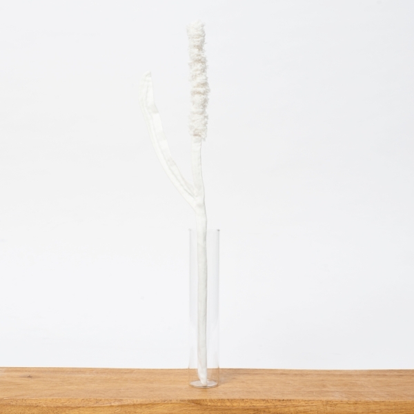פרח לבן מגינס מסוג קנה סוף White Cattail